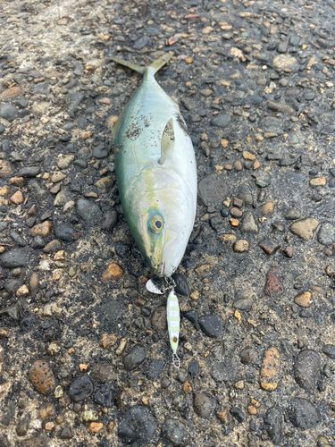 ワカシの釣果