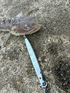 エソの釣果
