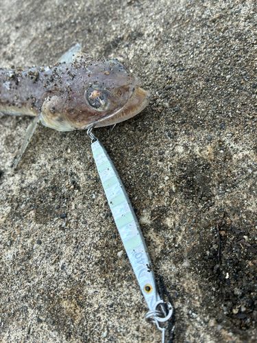 エソの釣果