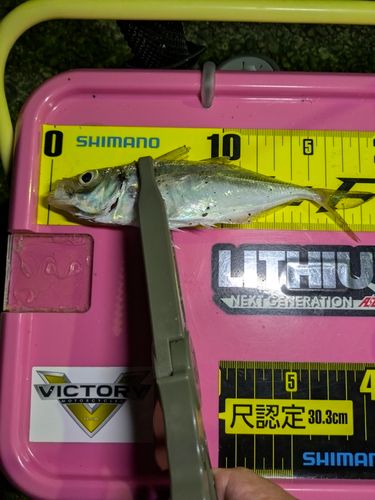 マアジの釣果