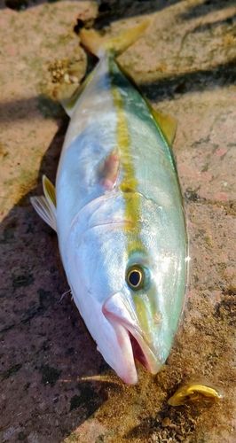 ブリの釣果