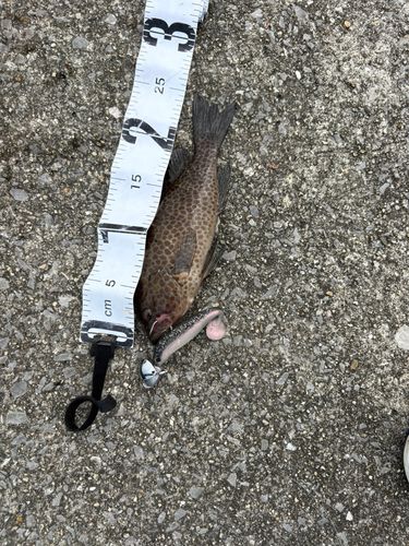 オオモンハタの釣果