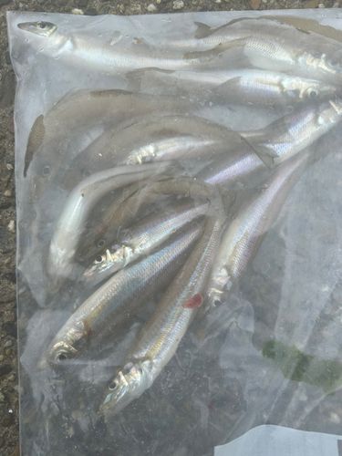 キスの釣果