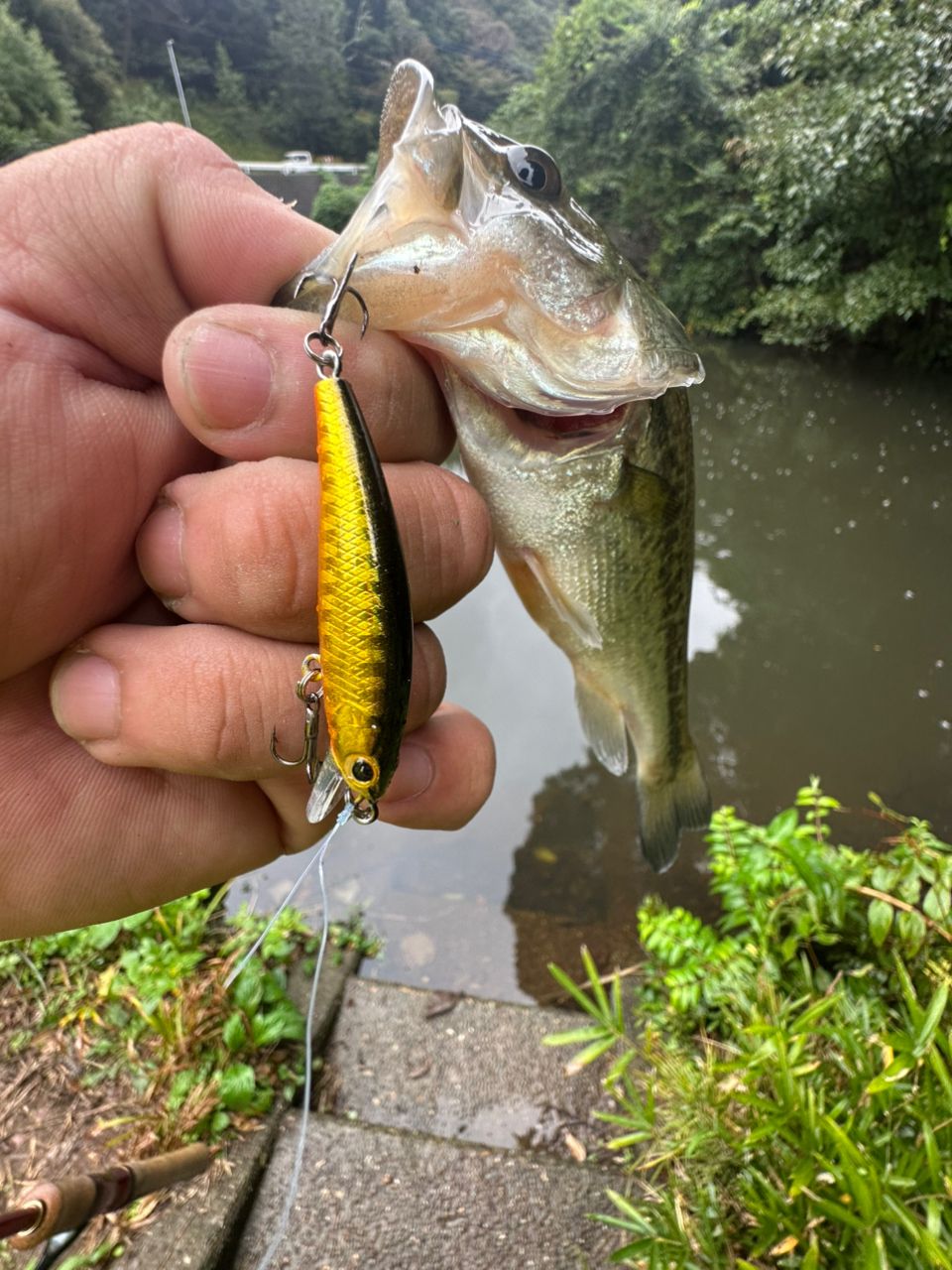 SHIMANO 18ワールドシャウラ 2651F-3の最安値・インプレ・釣果