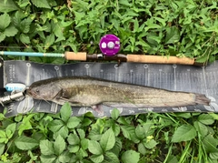 ナマズの釣果