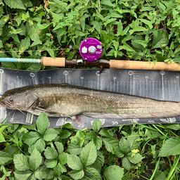 ナマズ