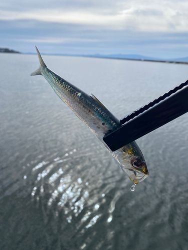 マイワシの釣果