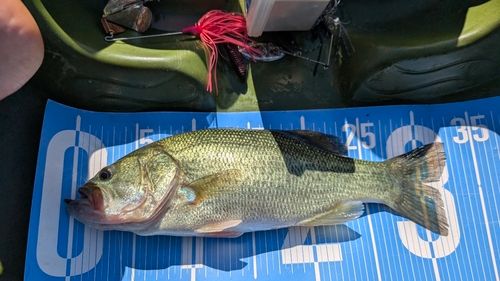 ブラックバスの釣果
