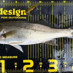 セイゴ（マルスズキ）