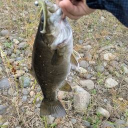 スモールマウスバス