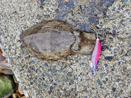 モンゴウイカの釣果