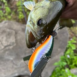 ブラックバス