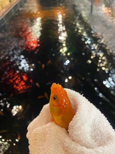 キンギョの釣果