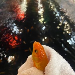 キンギョ