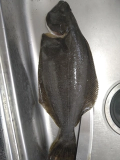 ヒラメの釣果