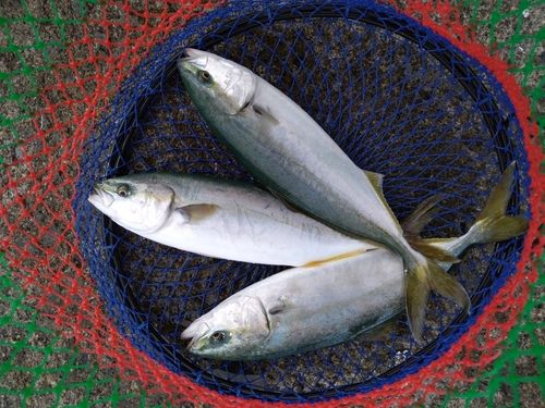 ワカシの釣果