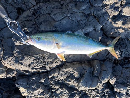 ハマチの釣果