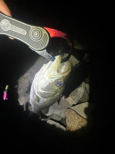 マルスズキの釣果