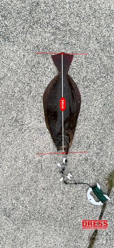 ヒラメの釣果