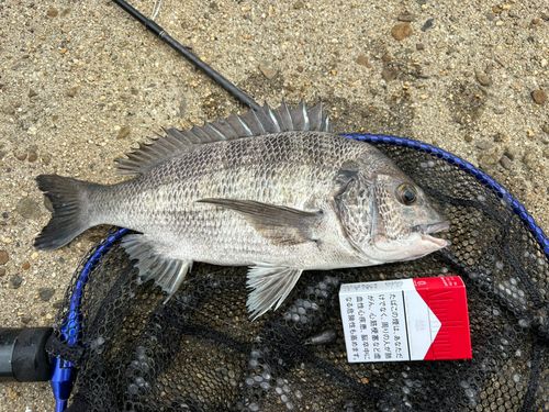 チヌの釣果