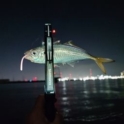 アジ