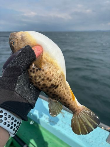 コモンフグの釣果