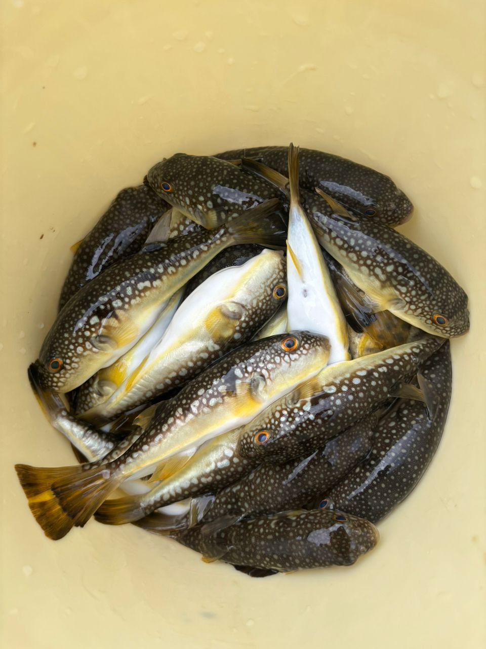 アキ130さんの釣果 2枚目の画像