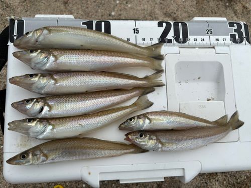 キスの釣果