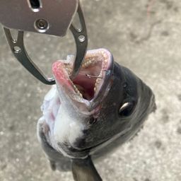 クロダイ