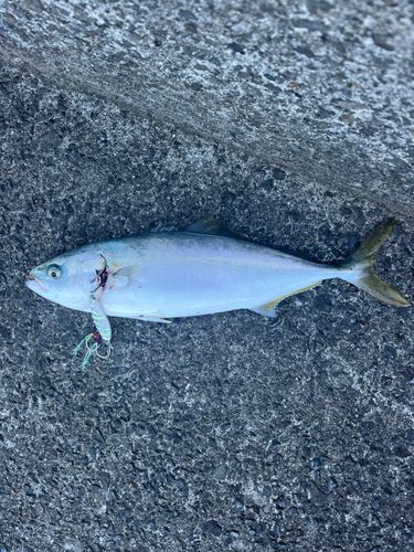 ヤズの釣果