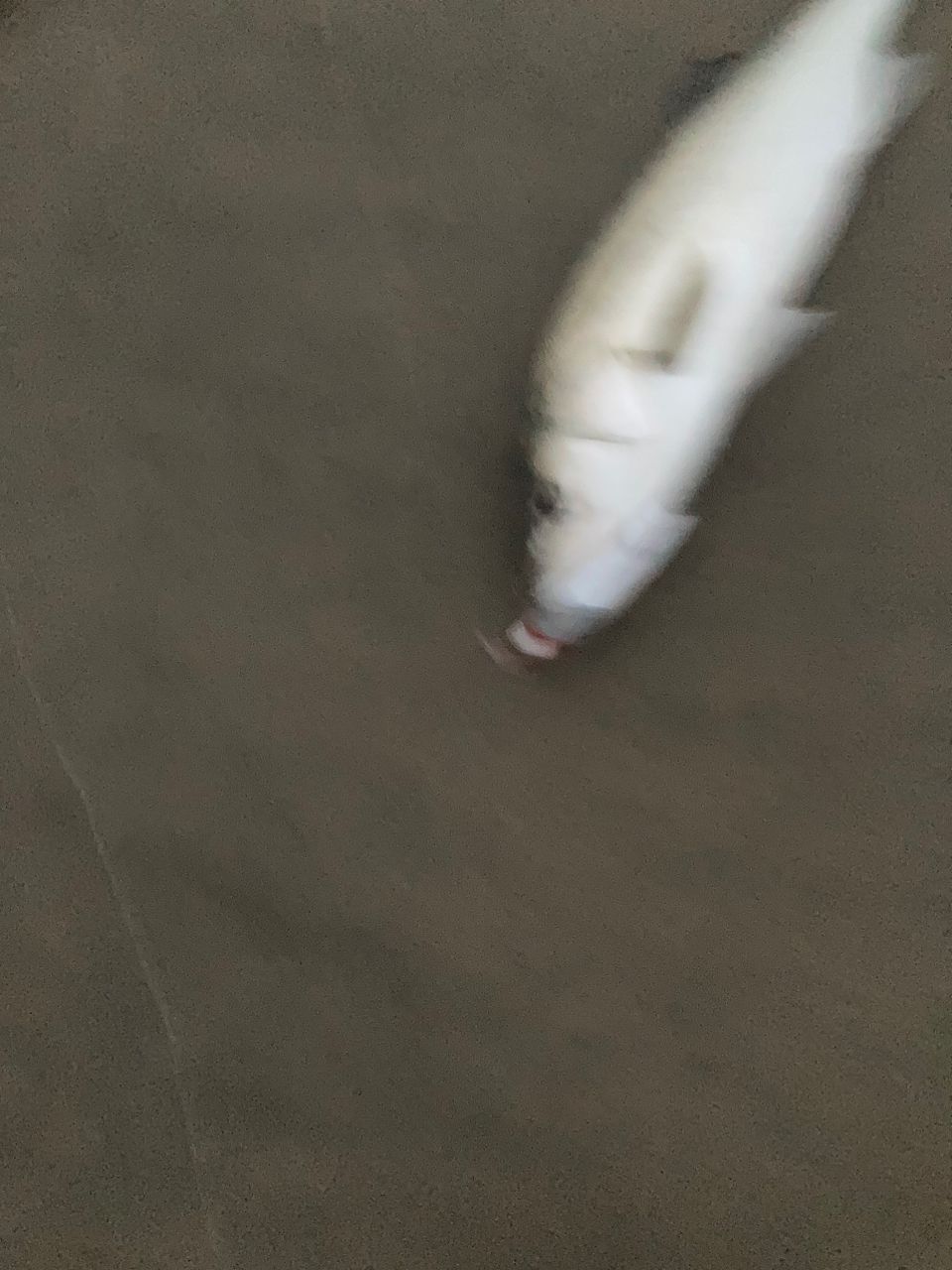 シーバス