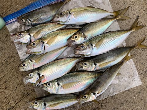 アジの釣果
