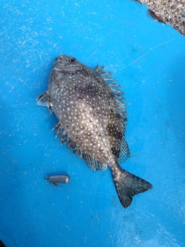 アイゴの釣果