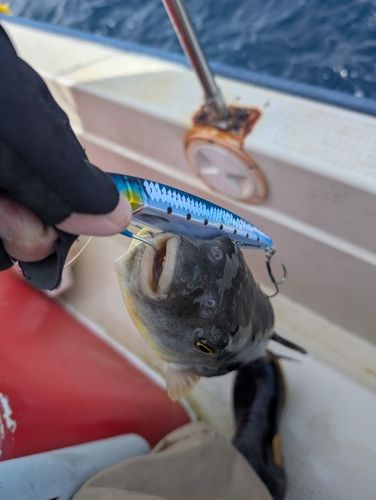 積丹半島沖