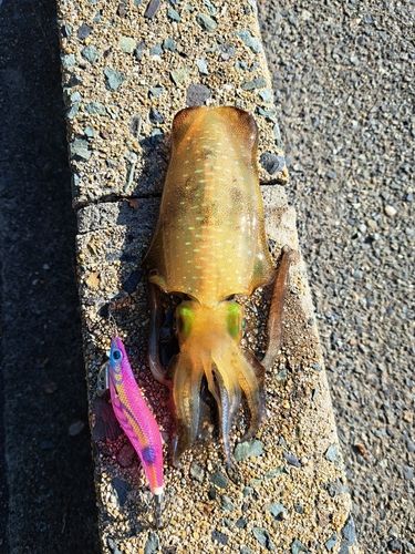 アオリイカの釣果