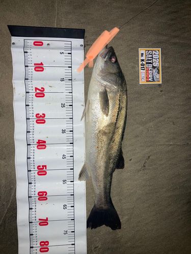 シーバスの釣果