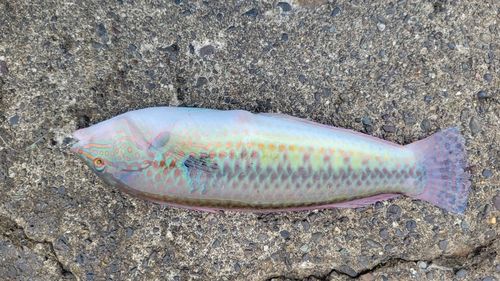 ベラの釣果