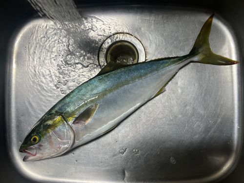 イナダの釣果
