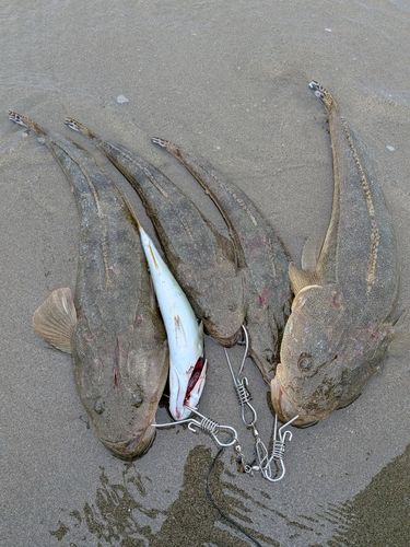 マゴチの釣果