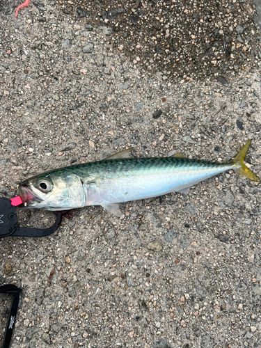 サバの釣果