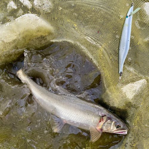 アユの釣果