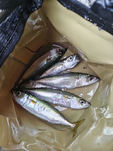 サバの釣果