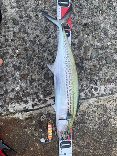 サゴシの釣果