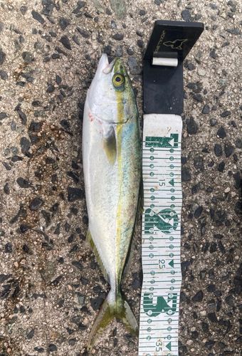 ツバスの釣果