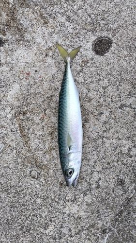 ワカシの釣果