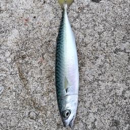 ワカシ