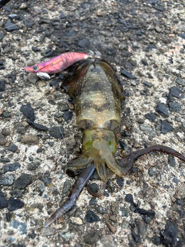 アオリイカの釣果