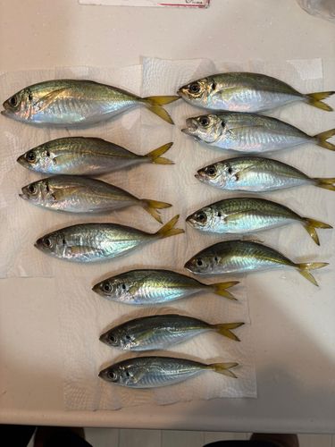 アジの釣果