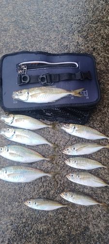 マアジの釣果