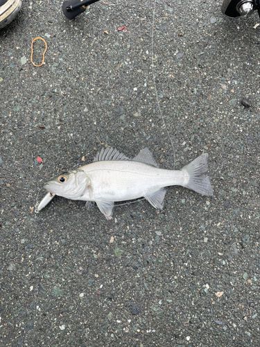 表浜名湖